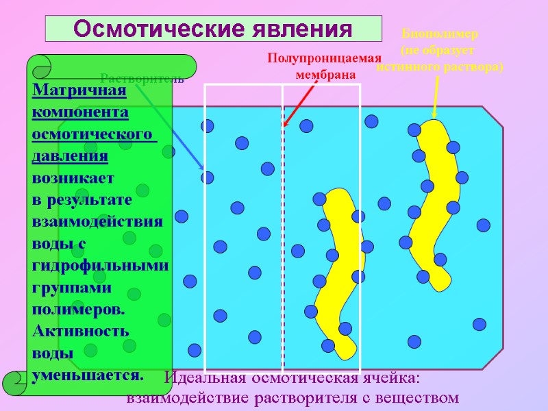 Полупроницаемая  мембрана Растворитель Биополимер (не образует  истинного раствора) Матричная компонента осмотического 